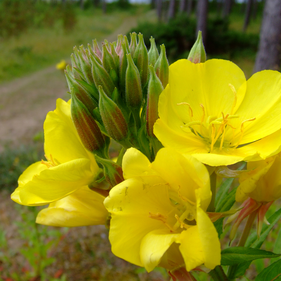 Evening Primrose Flowers provide a popular supplement.